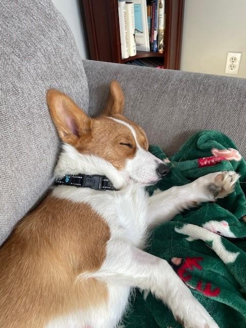 Enlarge Cisco- Adopted!, a Adoptable Corgi in Junction City, KS image 3/5