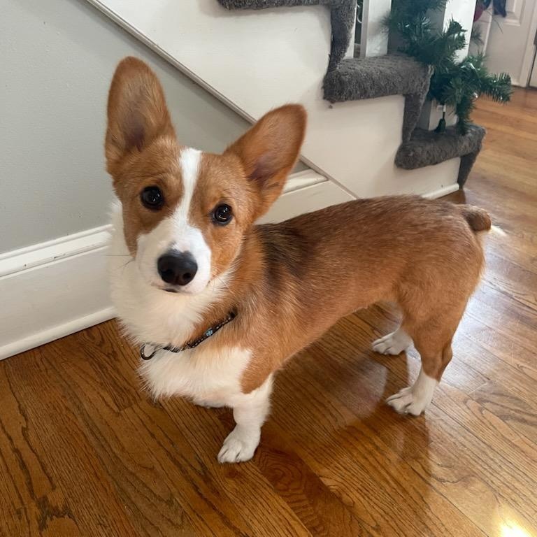 Enlarge Cisco- Adopted!, a Adoptable Corgi in Junction City, KS image 1/5