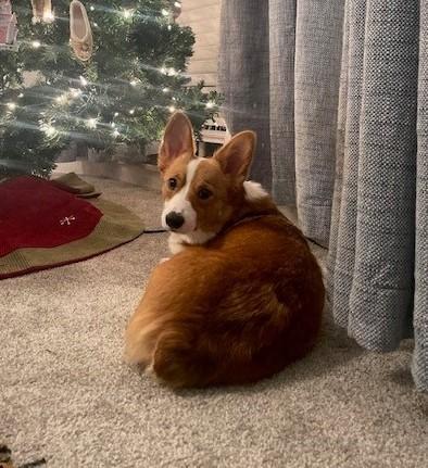 Enlarge Cisco- Adopted!, a Adoptable Corgi in Junction City, KS image 4/5