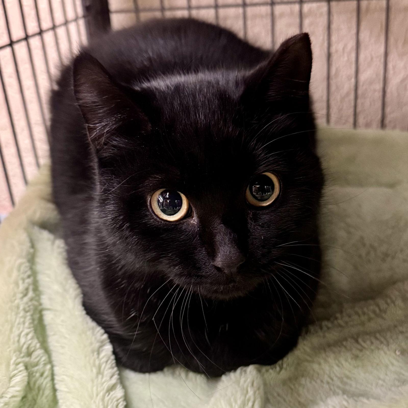 Enlarge Rugar, a Adoptable Domestic Short Hair in Winchendon, MA image 1/3