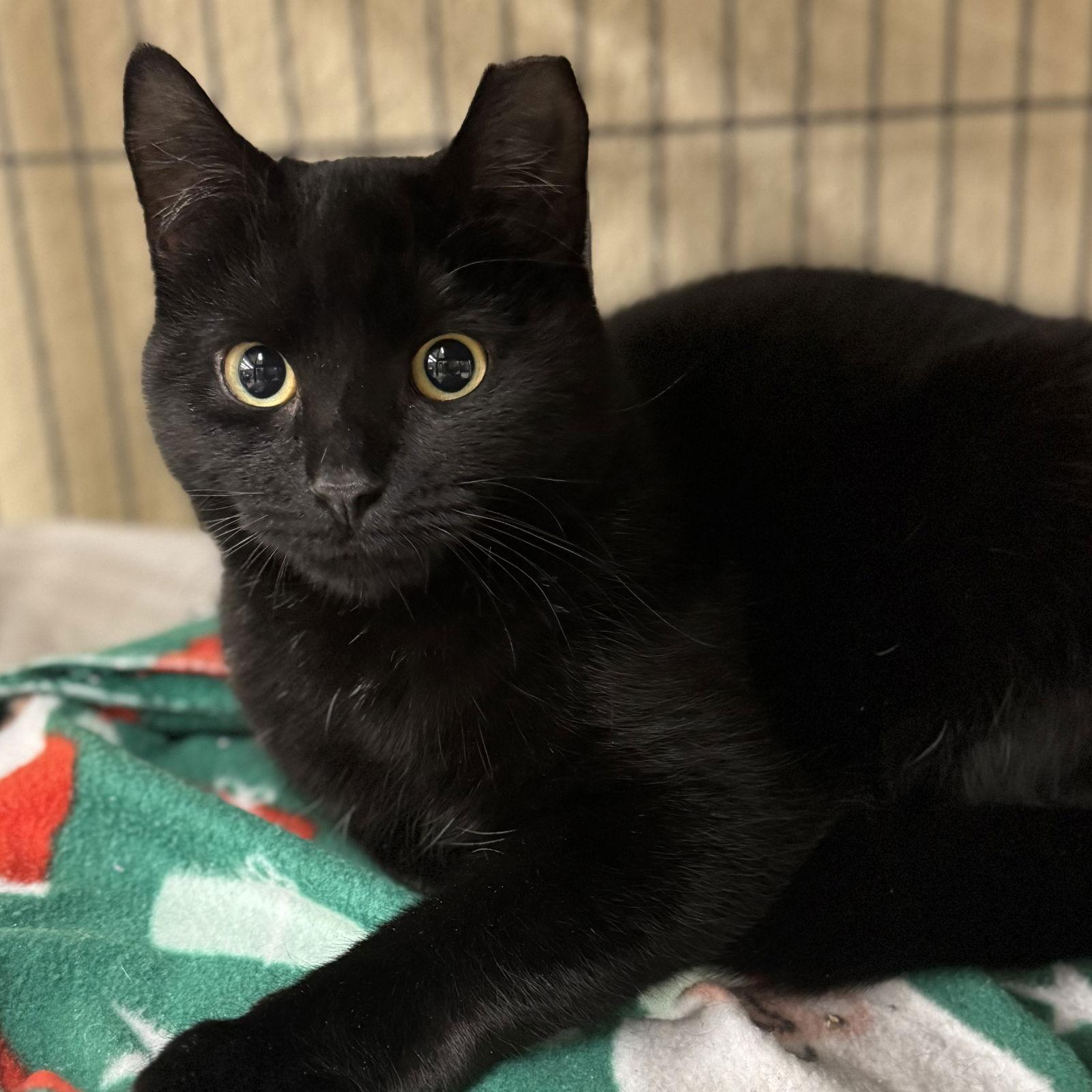 Enlarge Rugar, a Adoptable Domestic Short Hair in Winchendon, MA image 2/3