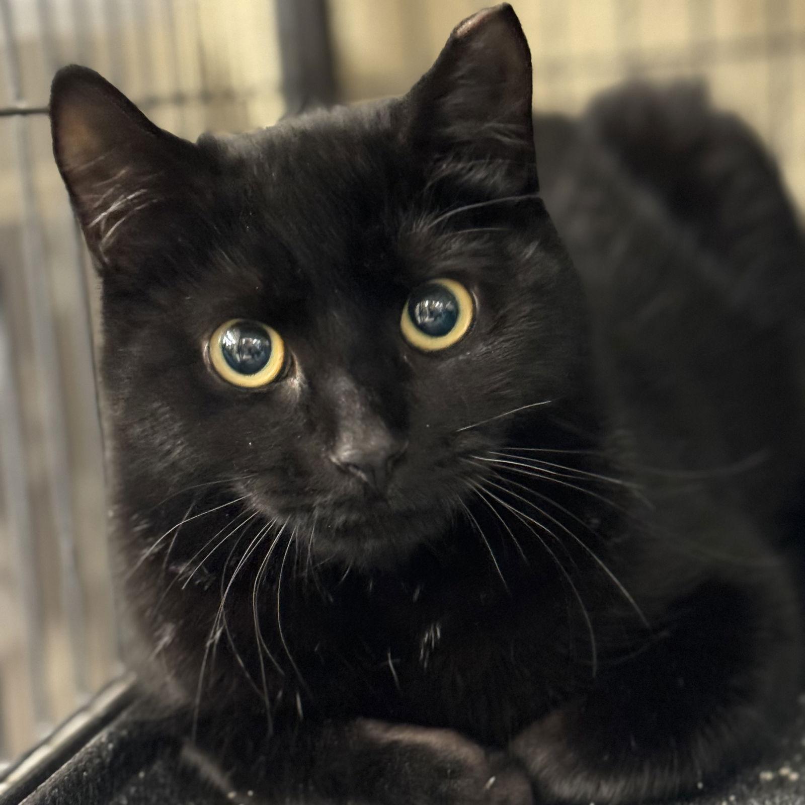 Enlarge Rugar, a Adoptable Domestic Short Hair in Winchendon, MA image 3/3