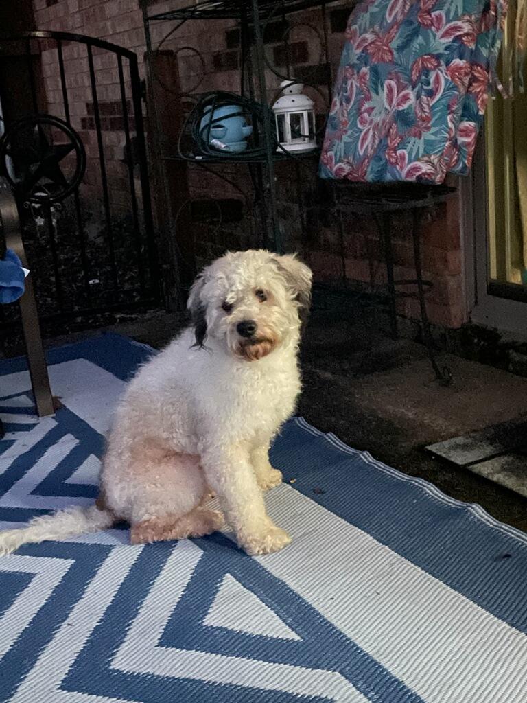 Enlarge Max 2, an adopted mixed breed in Plano, TX image 1/3