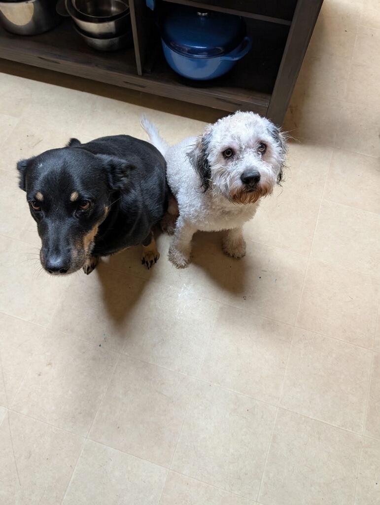 Enlarge Max 2, an adopted mixed breed in Plano, TX image 2/3