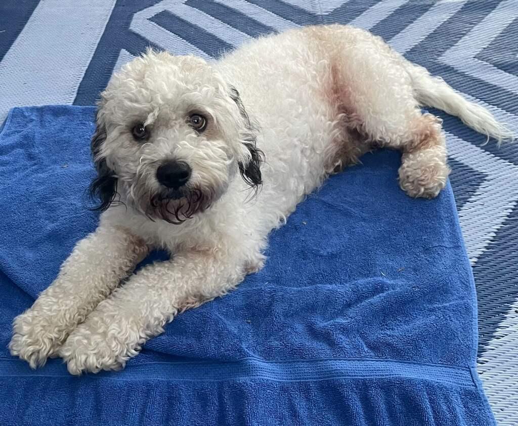 Enlarge Max 2, an adopted mixed breed in Plano, TX image 3/3