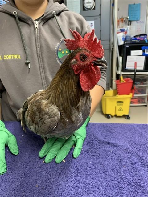 Enlarge SEBY, a Adoptable Chicken in Fairbanks, AK image 1/1