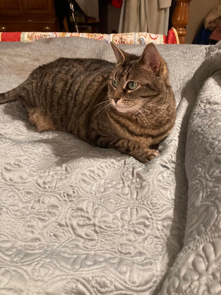 Lexi - LH, an adoptable Domestic Short Hair in Greenville, SC, 29601 | Photo Image 2