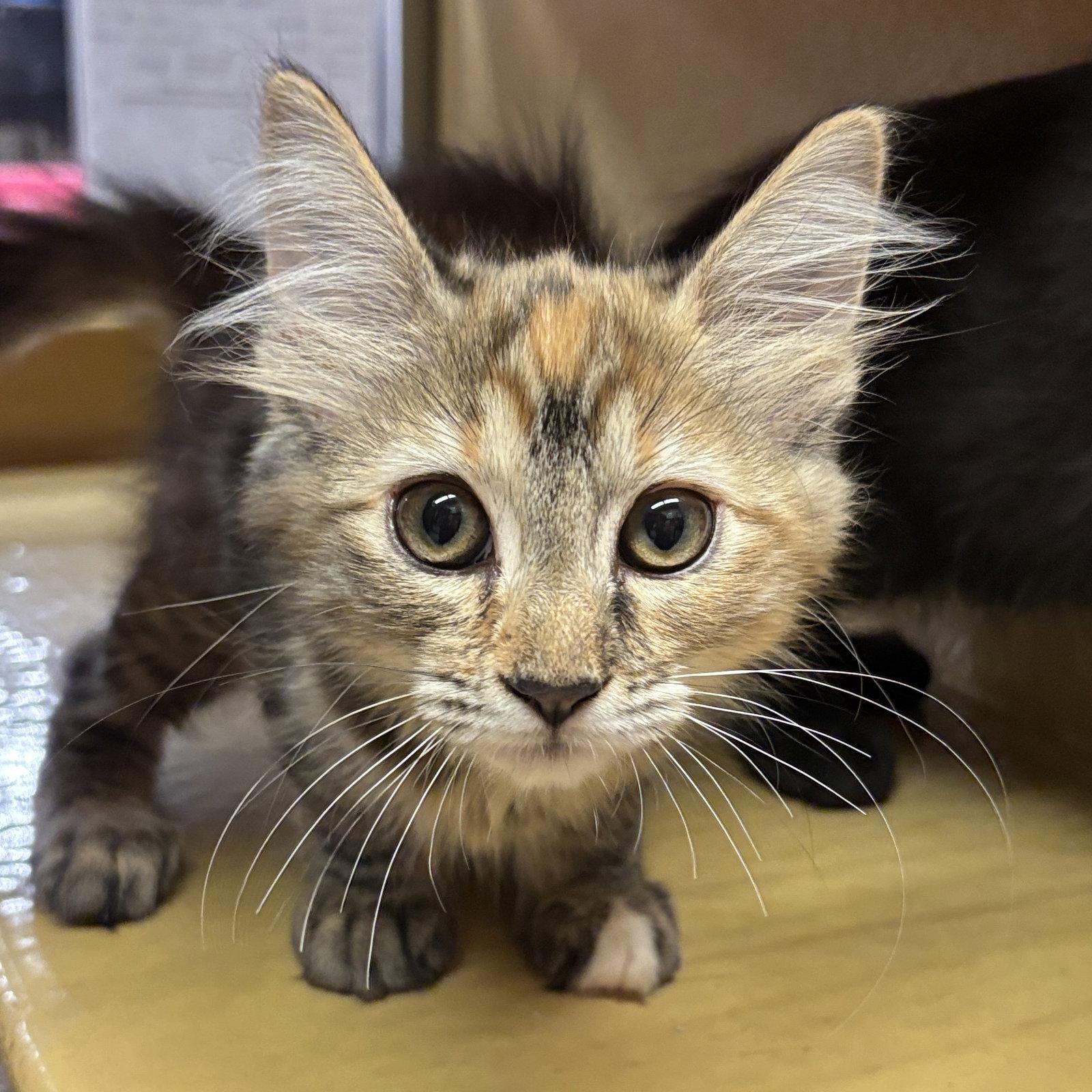 Enlarge Shirley, a Adopted Domestic Long Hair in Sonora, CA image 1/1