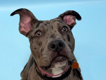 Enlarge Sadie, a Adoptable mixed breed in Woodbury, MN image 1/1