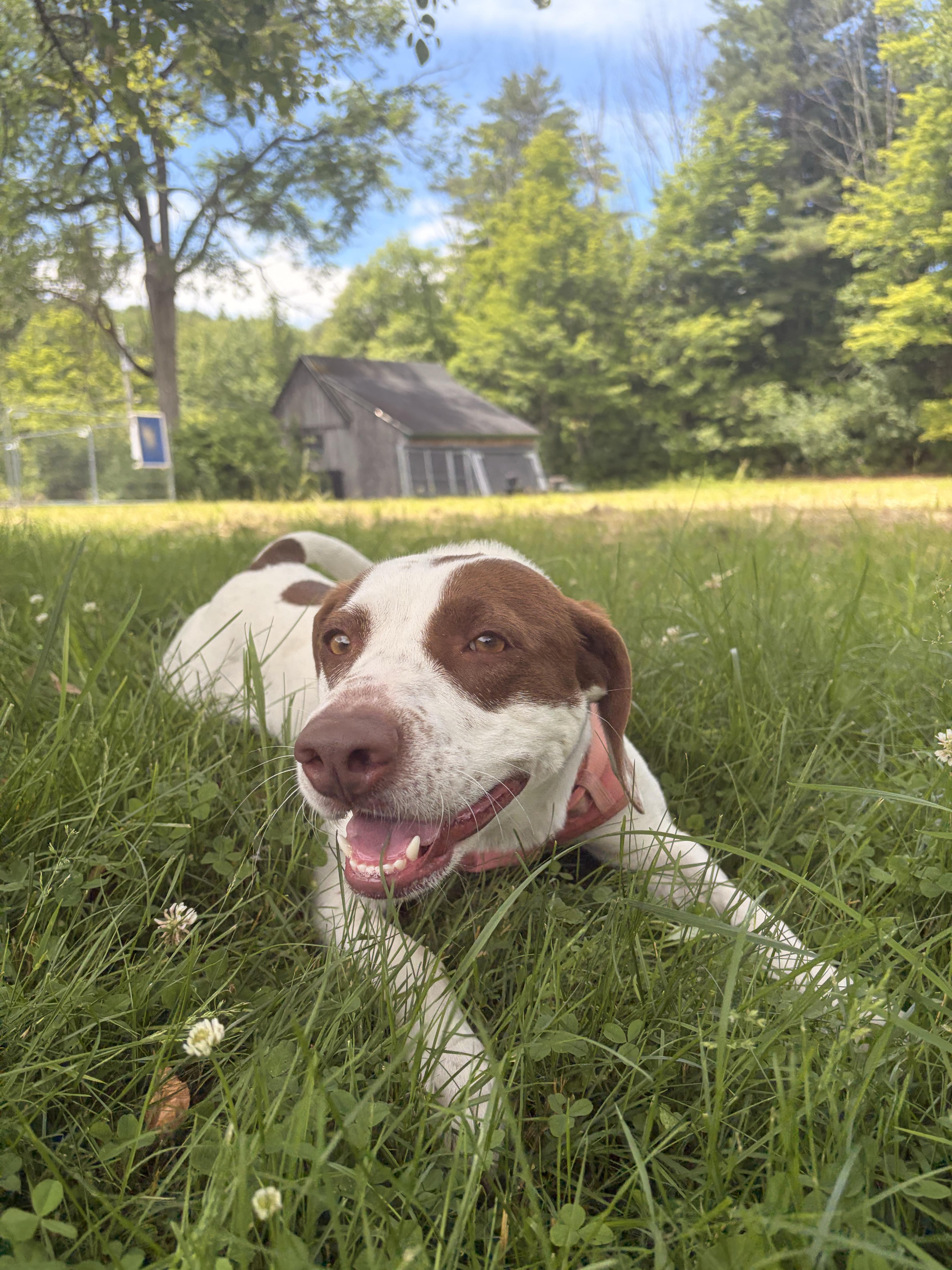 Darcy, ADOPTABLE, Young Female English Pointer.
