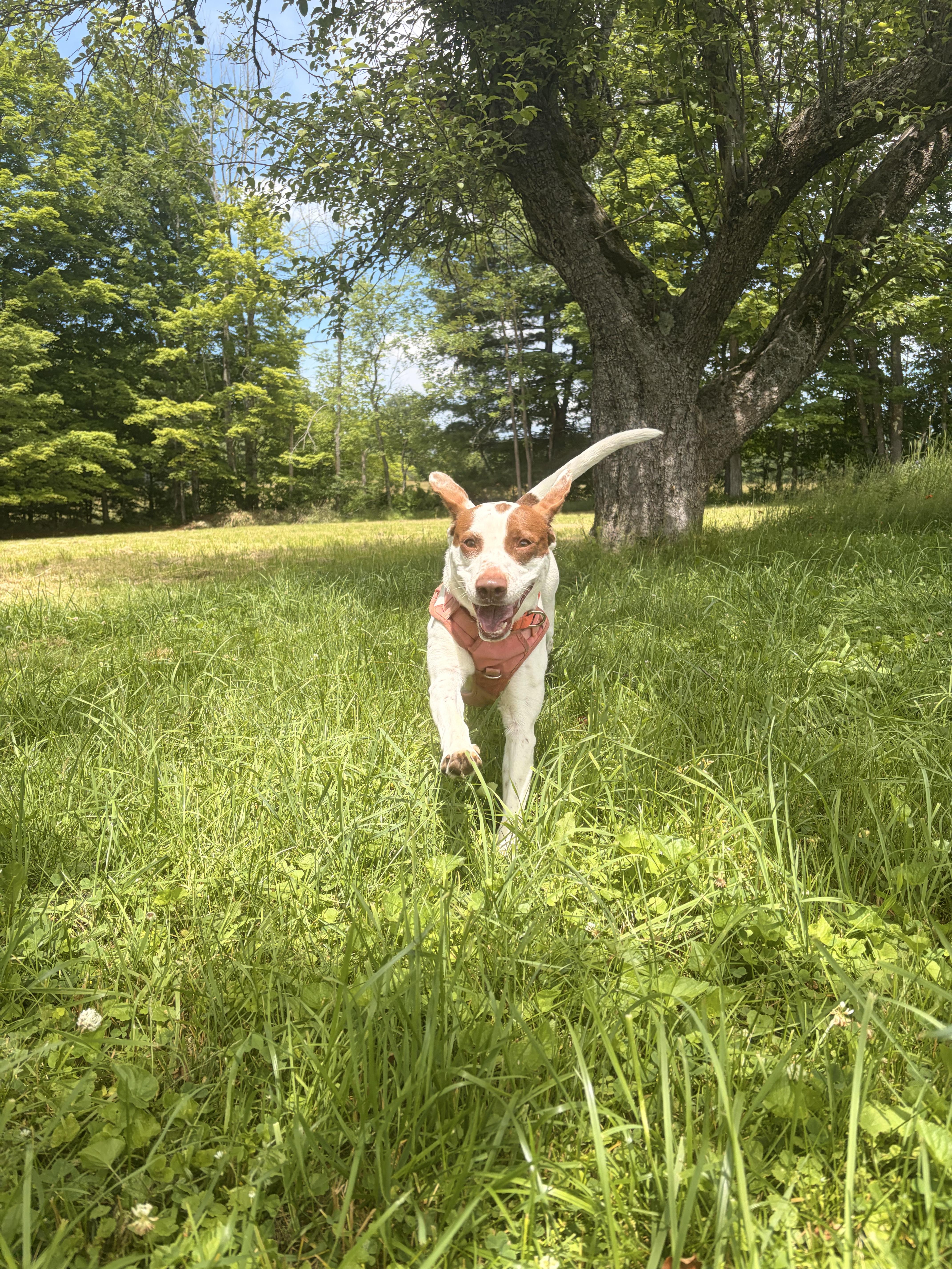Darcy, a ADOPTABLE mixed breed in New Boston, NH image 5/6