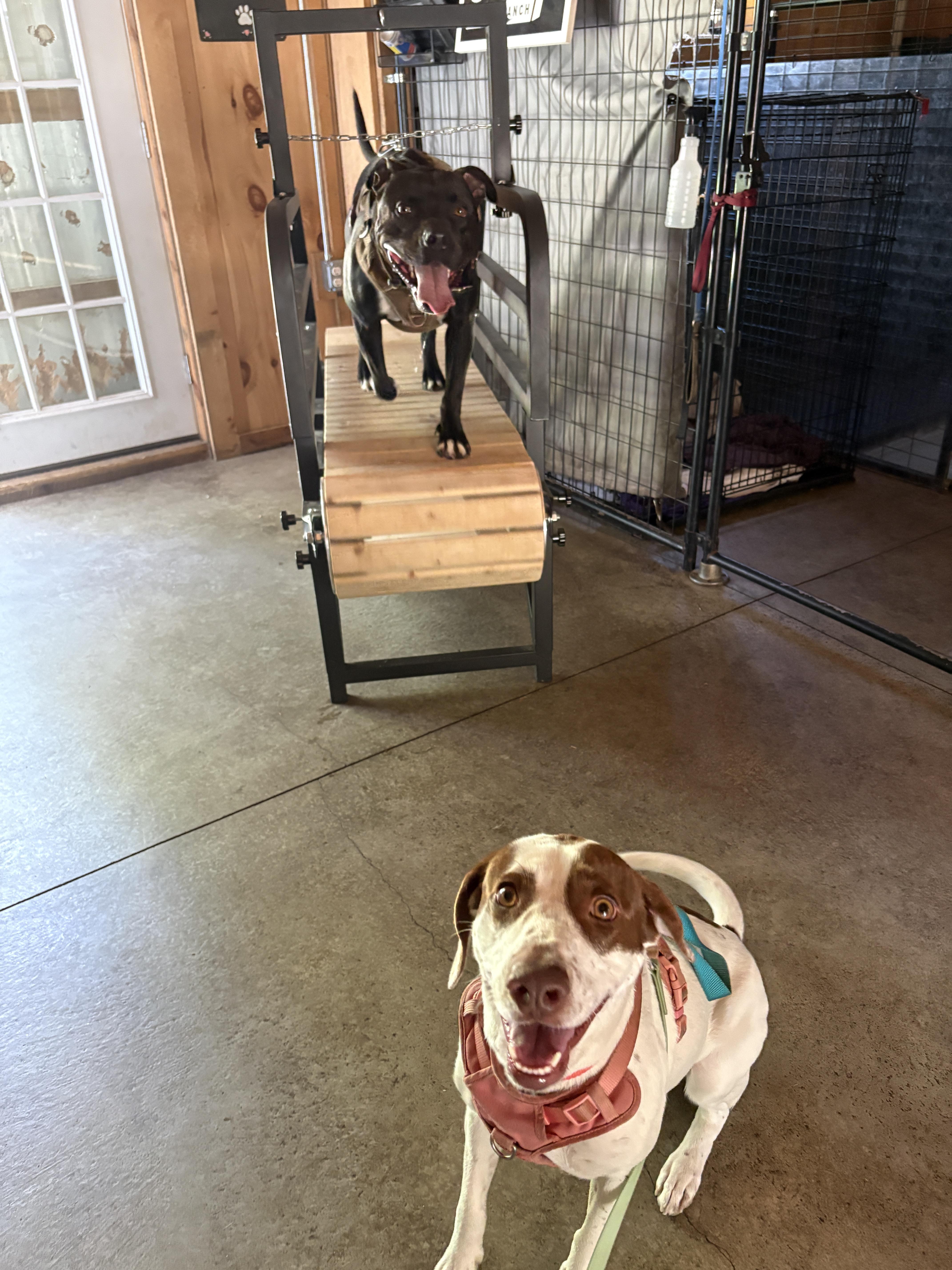 Darcy, a ADOPTABLE mixed breed in New Boston, NH image 6/6