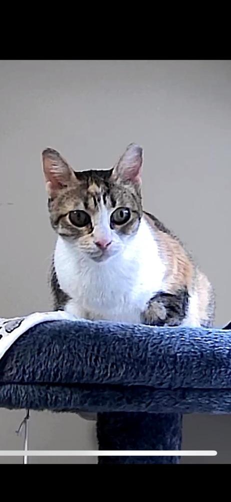 Lucero, a Adoptable Domestic Short Hair in Hudson, NH image 2/3