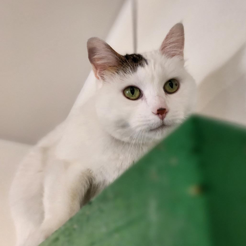 Tapatio — thumbnail 2