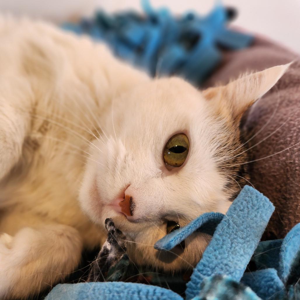 Tapatio — thumbnail 3