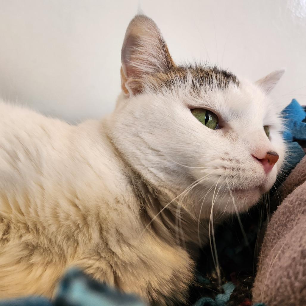 Tapatio — thumbnail 4