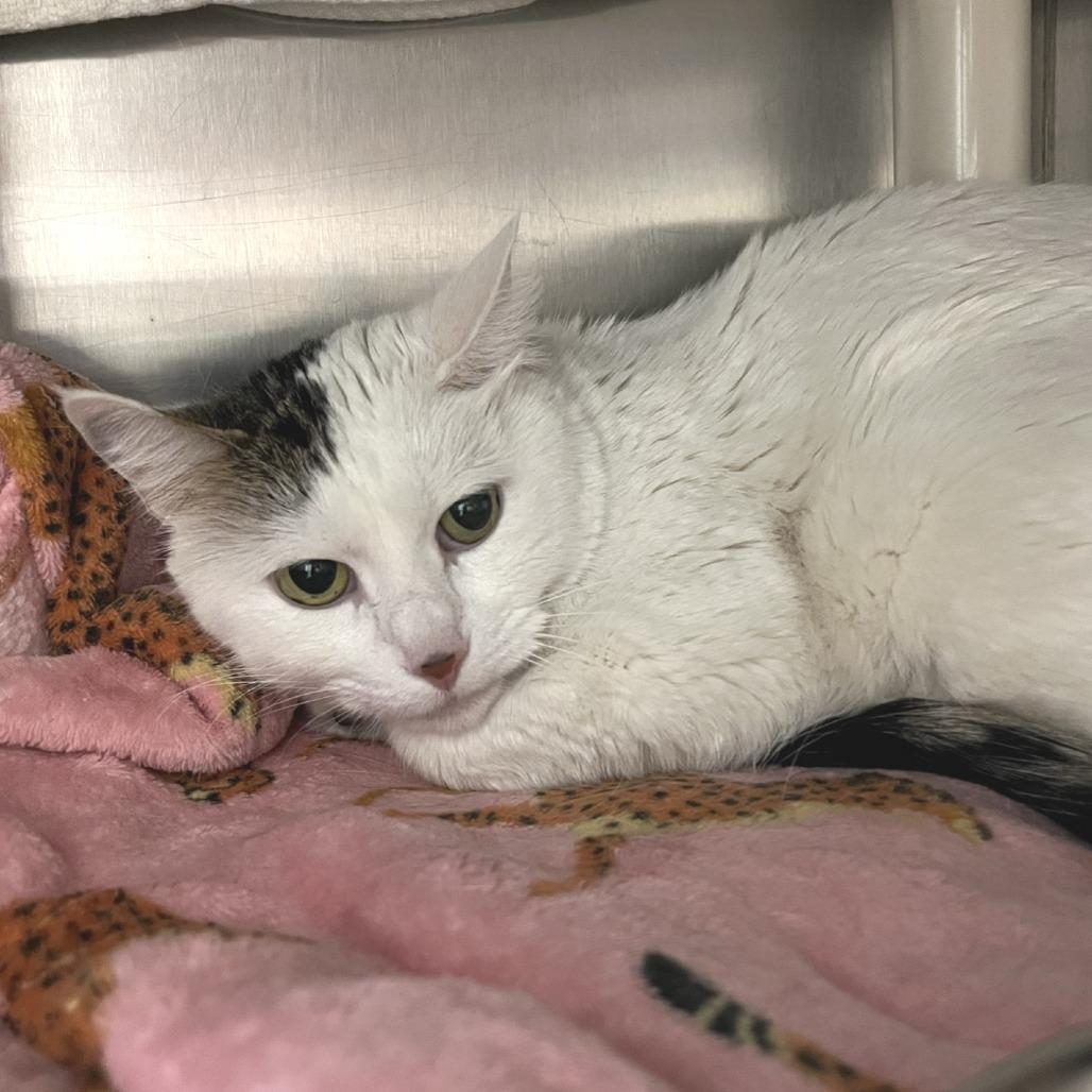 Tapatio — thumbnail 5