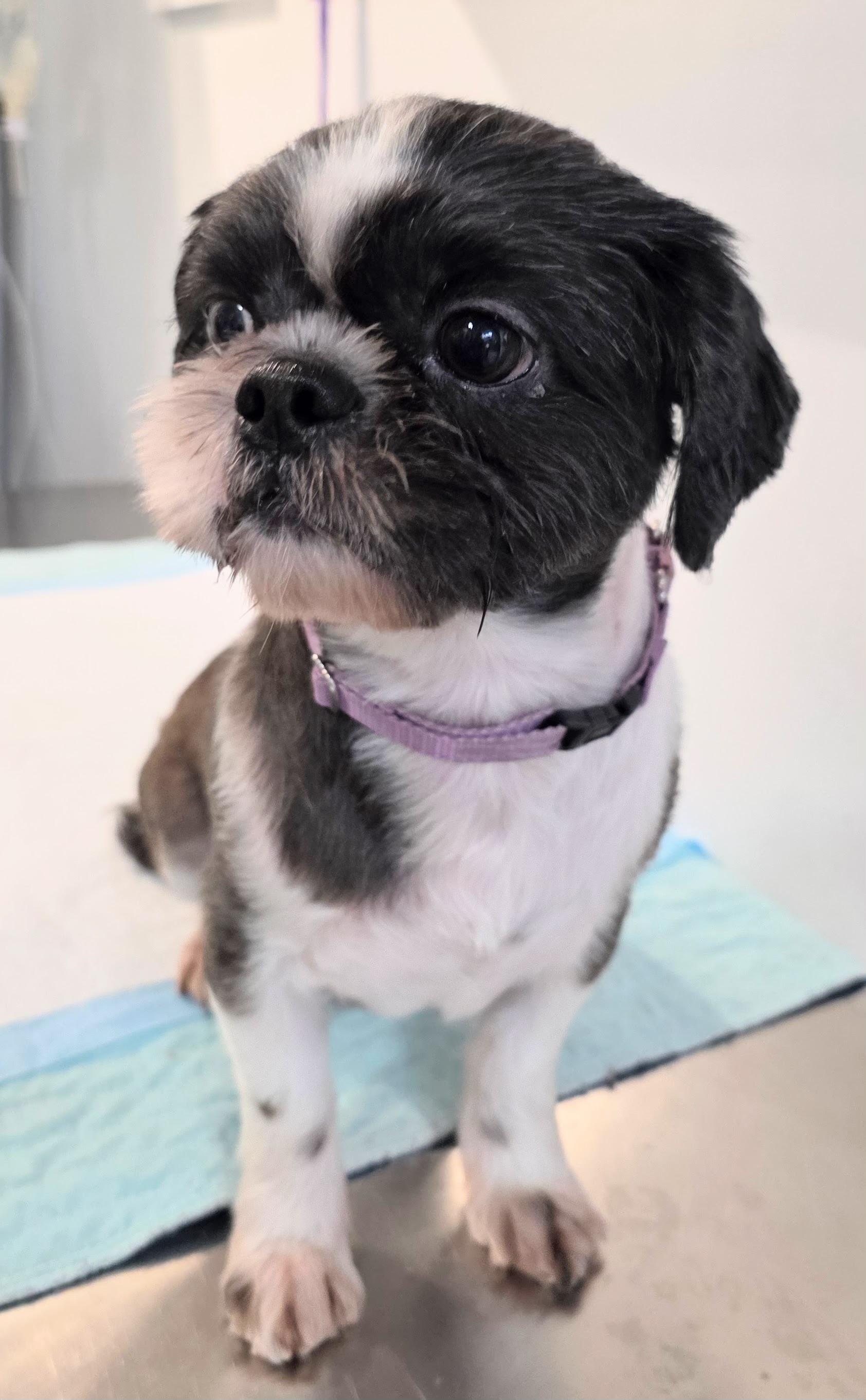 Enlarge KOKO, a Adopted mixed breed in New York, NY image 1/5