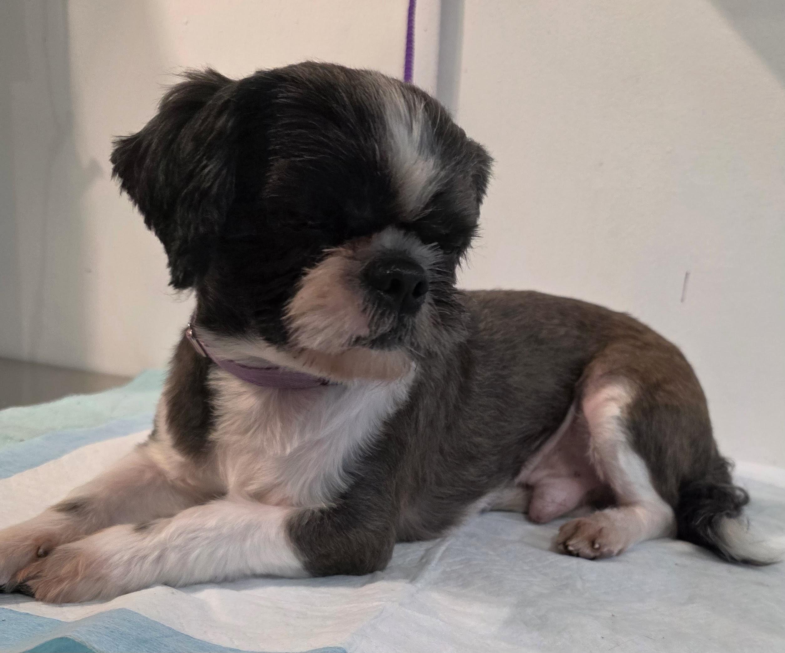 Enlarge KOKO, a Adopted mixed breed in New York, NY image 2/5