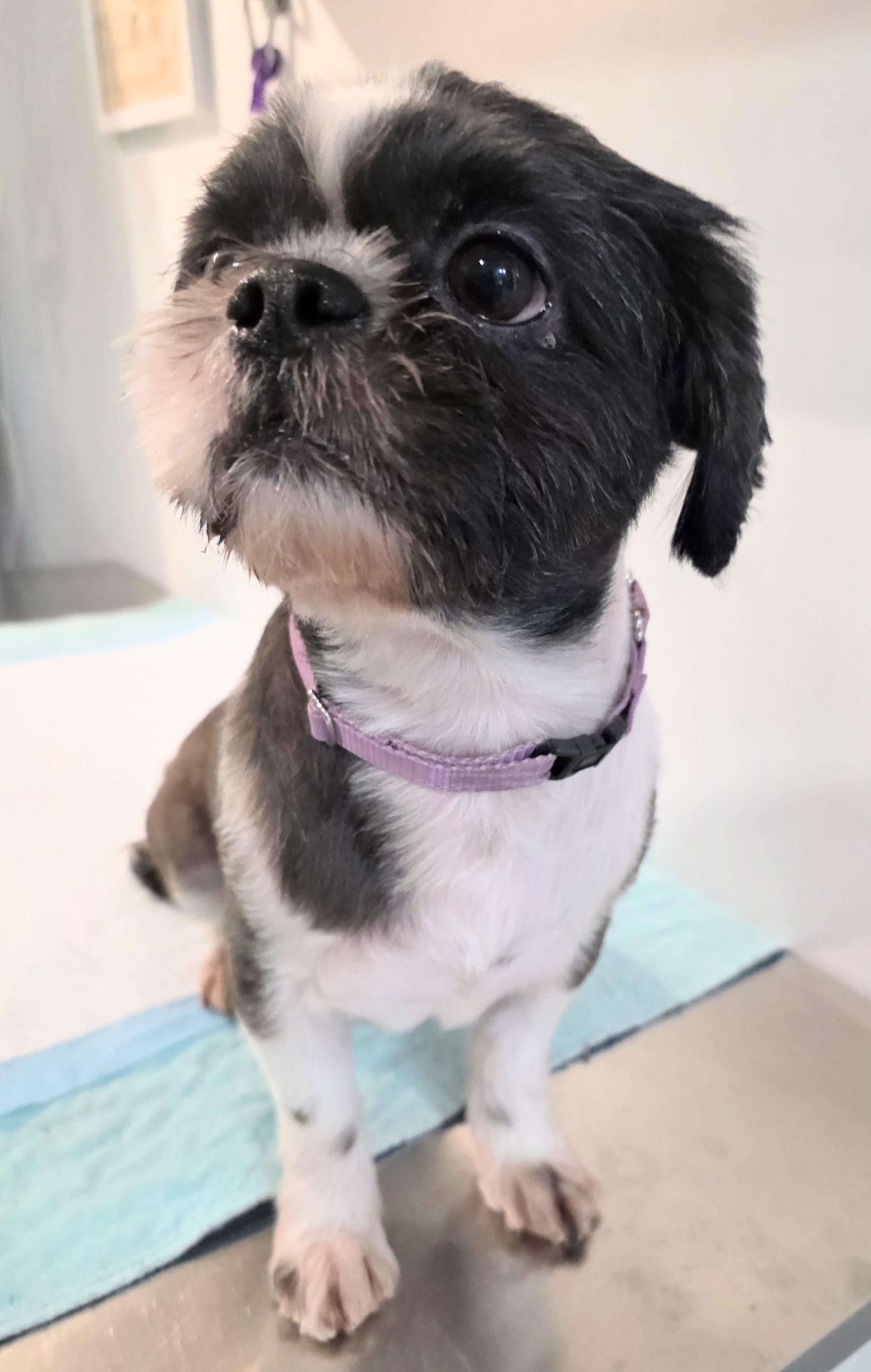 Enlarge KOKO, a Adopted mixed breed in New York, NY image 3/5