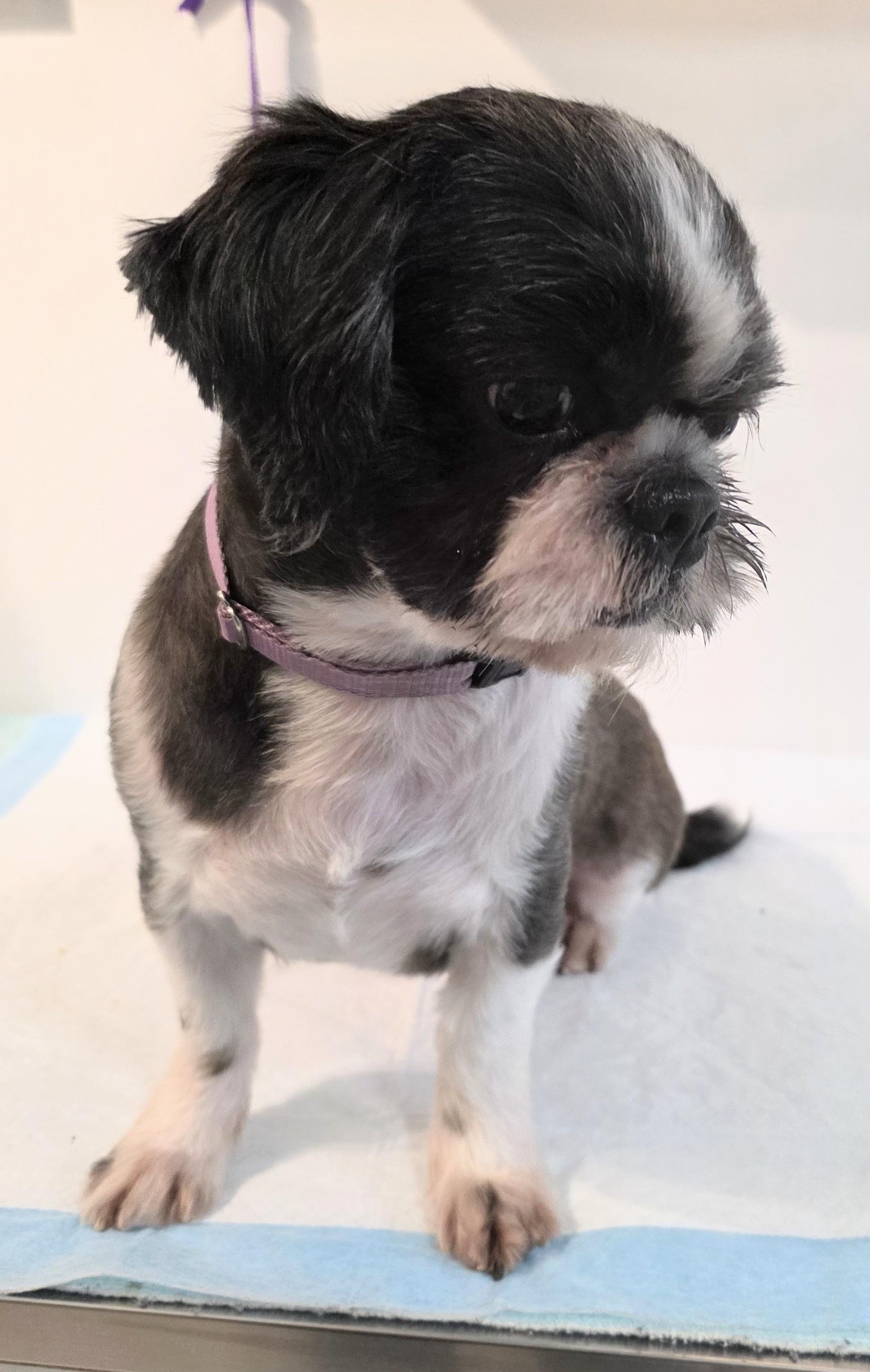Enlarge KOKO, a Adopted mixed breed in New York, NY image 5/5