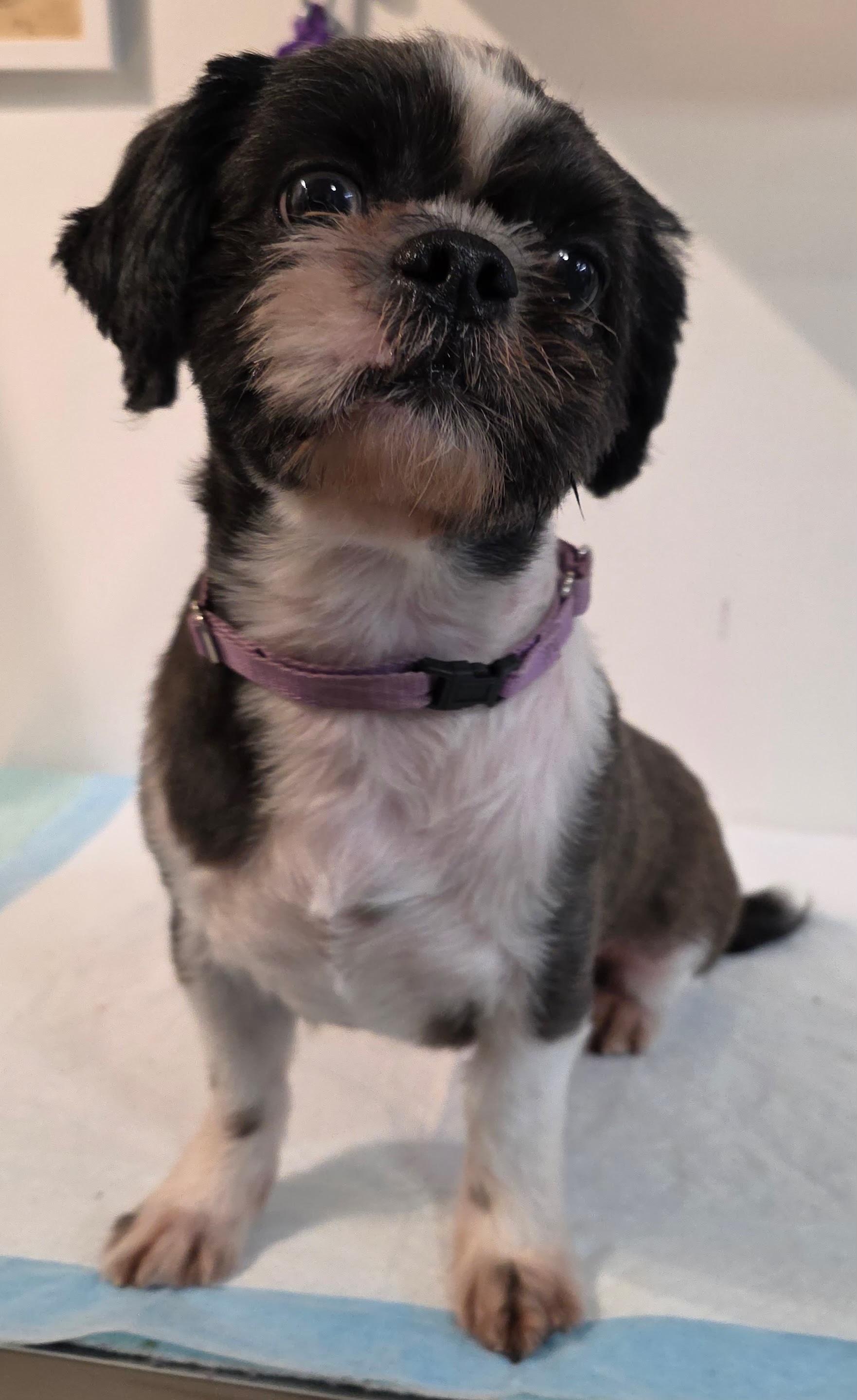Enlarge KOKO, a Adopted mixed breed in New York, NY image 4/5