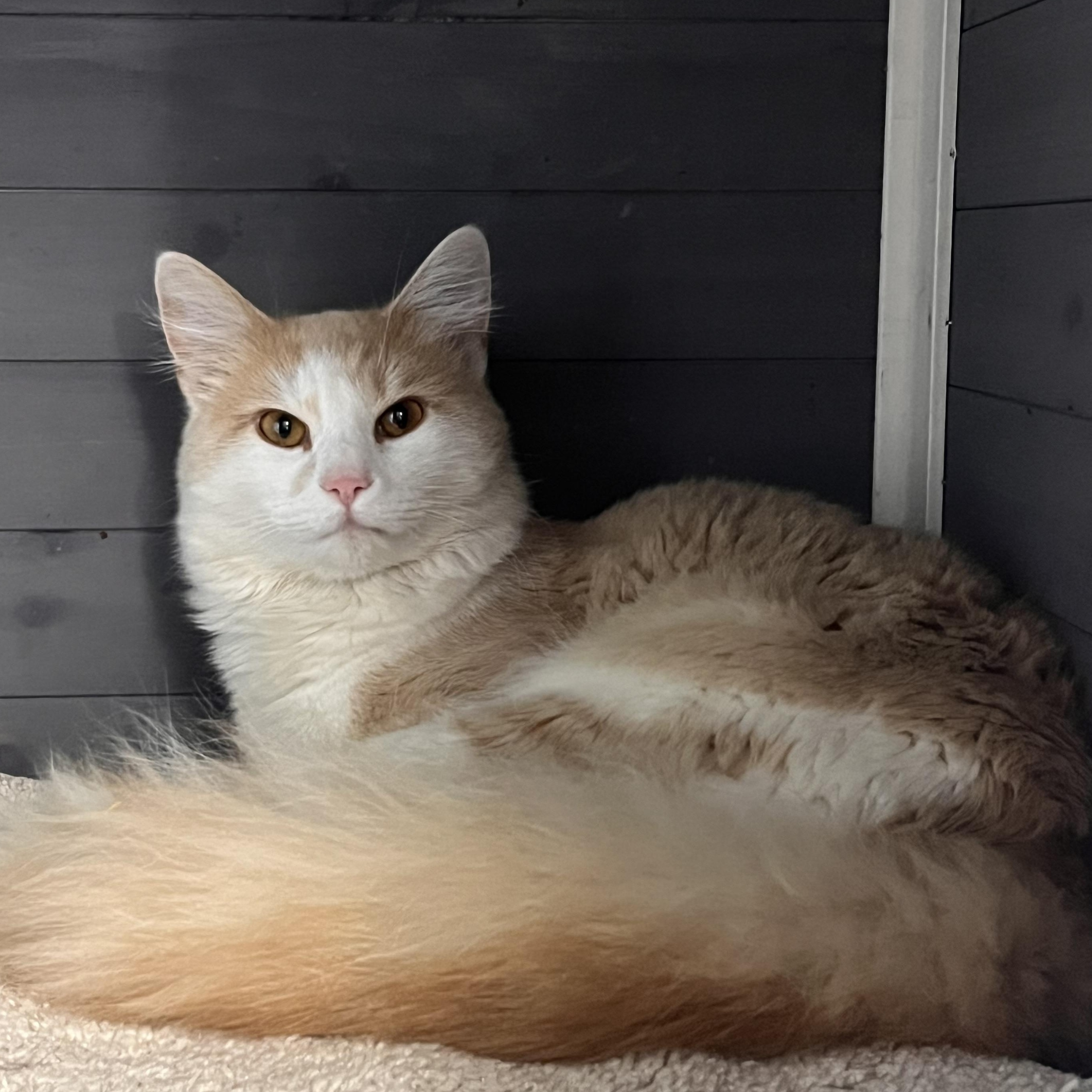 Enlarge Howl, a ADOPTABLE Domestic Medium Hair in Maryville, TN image 1/5