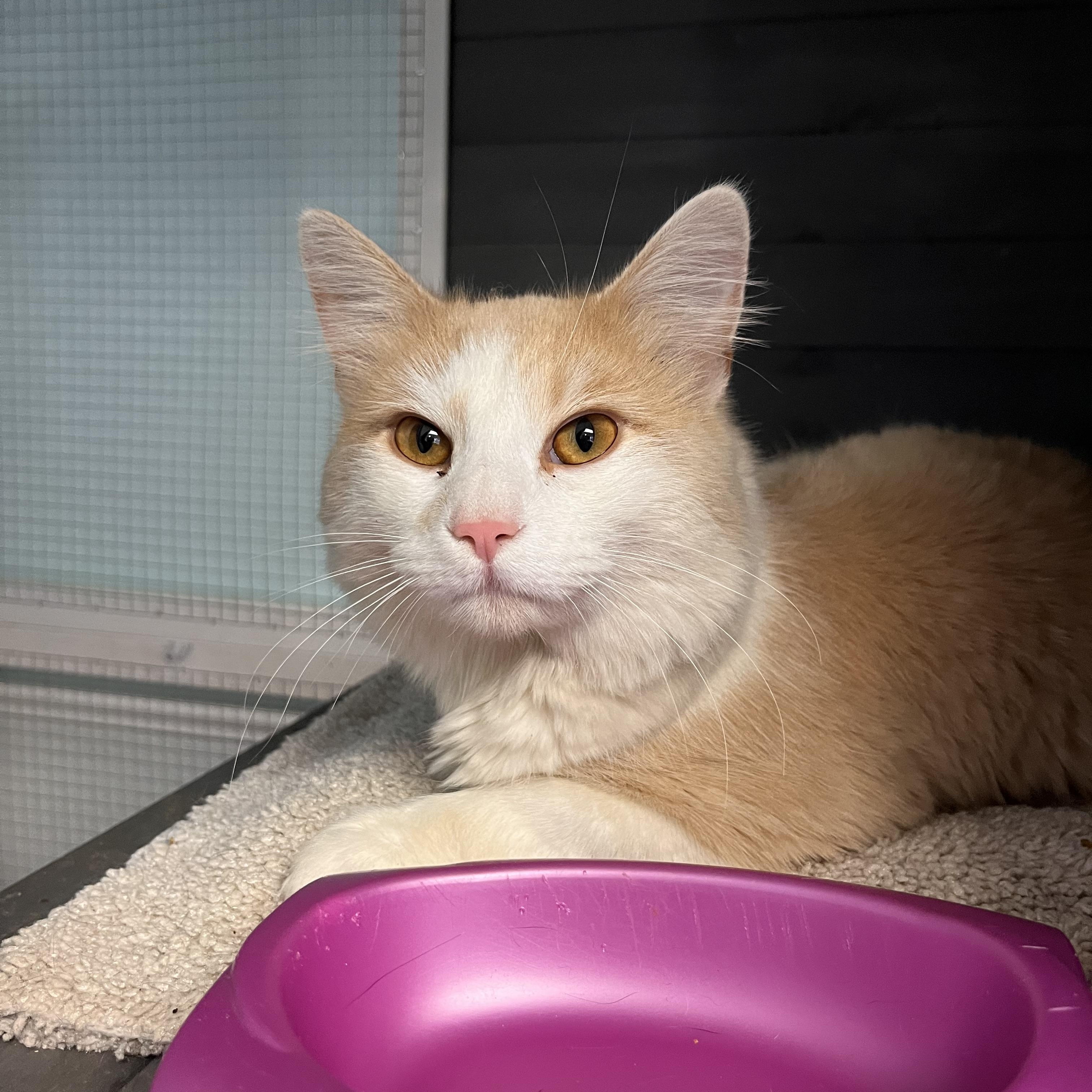 Enlarge Howl, a ADOPTABLE Domestic Medium Hair in Maryville, TN image 5/5