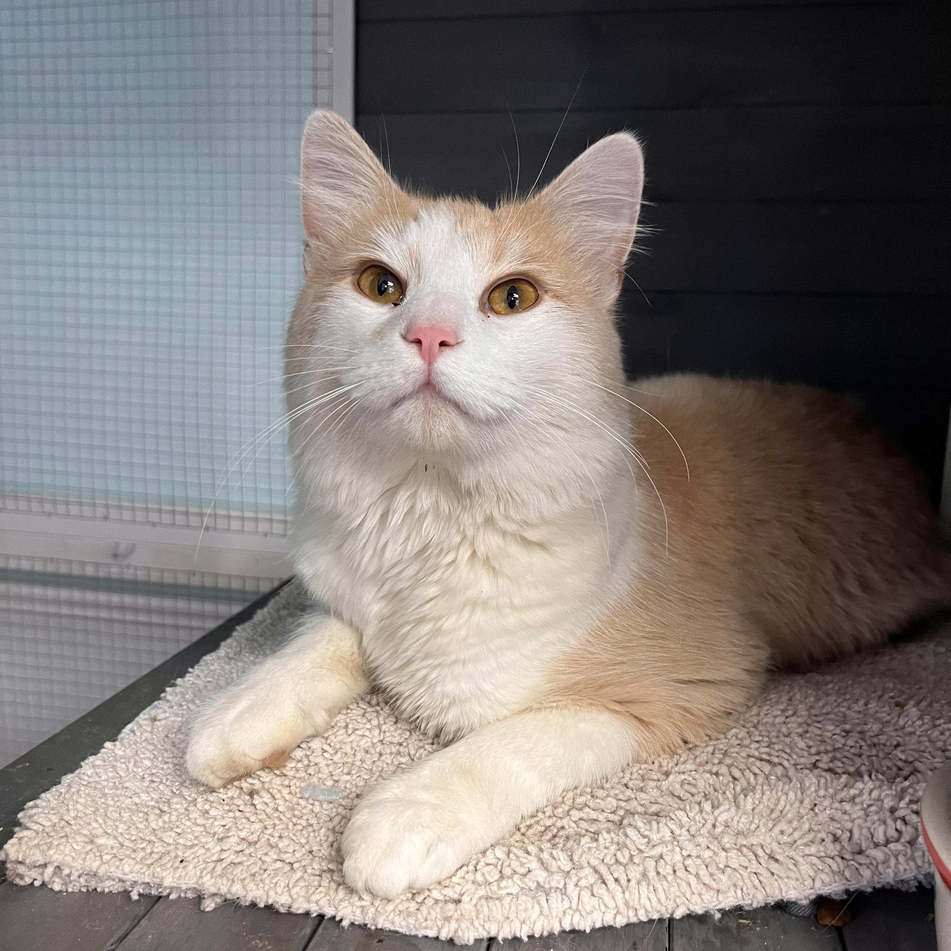 Enlarge Howl, a ADOPTABLE Domestic Medium Hair in Maryville, TN image 2/5