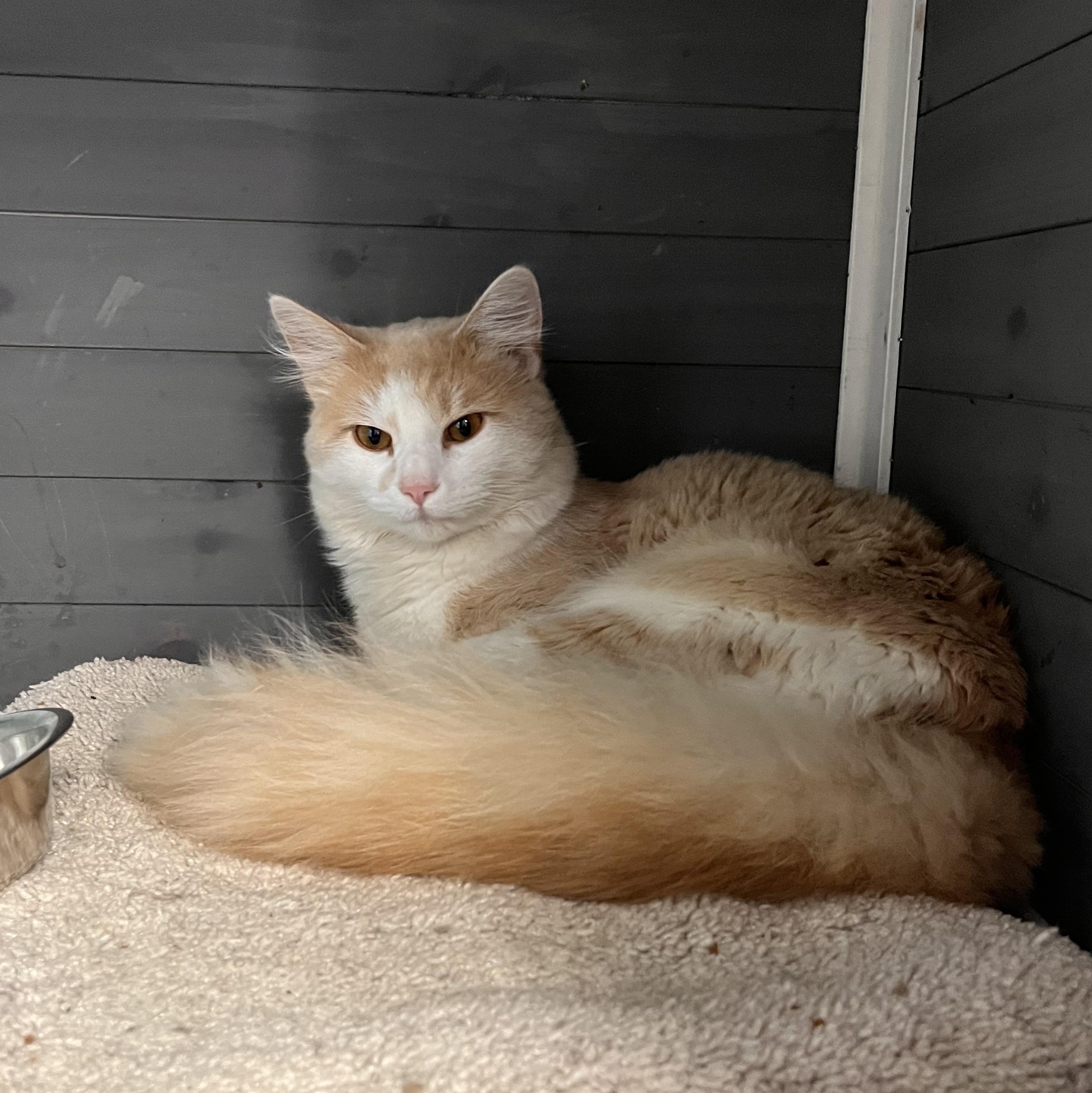 Enlarge Howl, a ADOPTABLE Domestic Medium Hair in Maryville, TN image 4/5