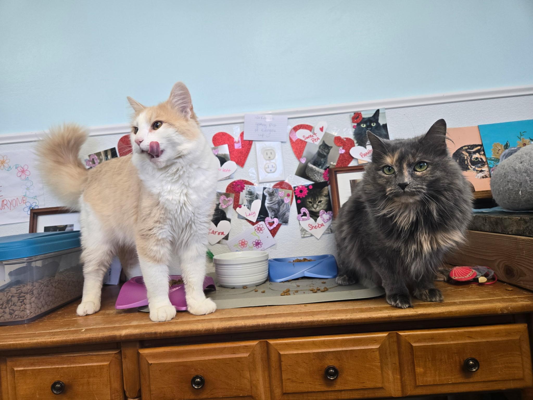 Enlarge Howl, a ADOPTABLE Domestic Medium Hair in Maryville, TN image 3/5