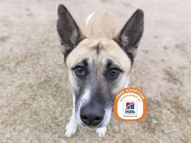 Enlarge ELAINE, a Adoptable mixed breed in Phoenix, AZ image 1/1