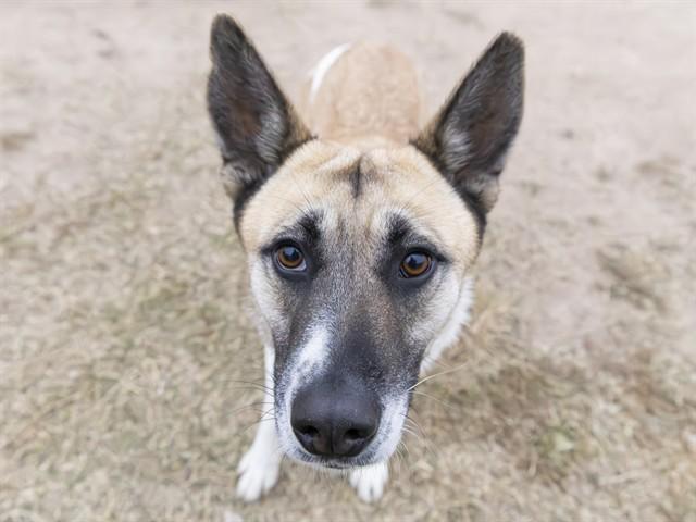 ELAINE, Adoptable, Young Female Akita & Mixed Breed.