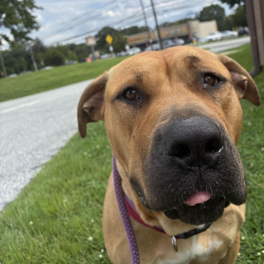 Enlarge "Barbie", a Adoptable mixed breed in Conshohocken, PA image 5/6