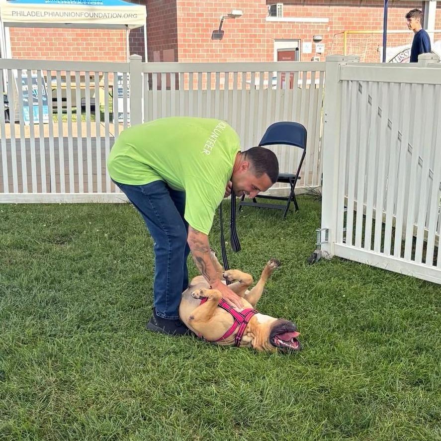 Enlarge "Barbie", a Adoptable mixed breed in Conshohocken, PA image 1/6