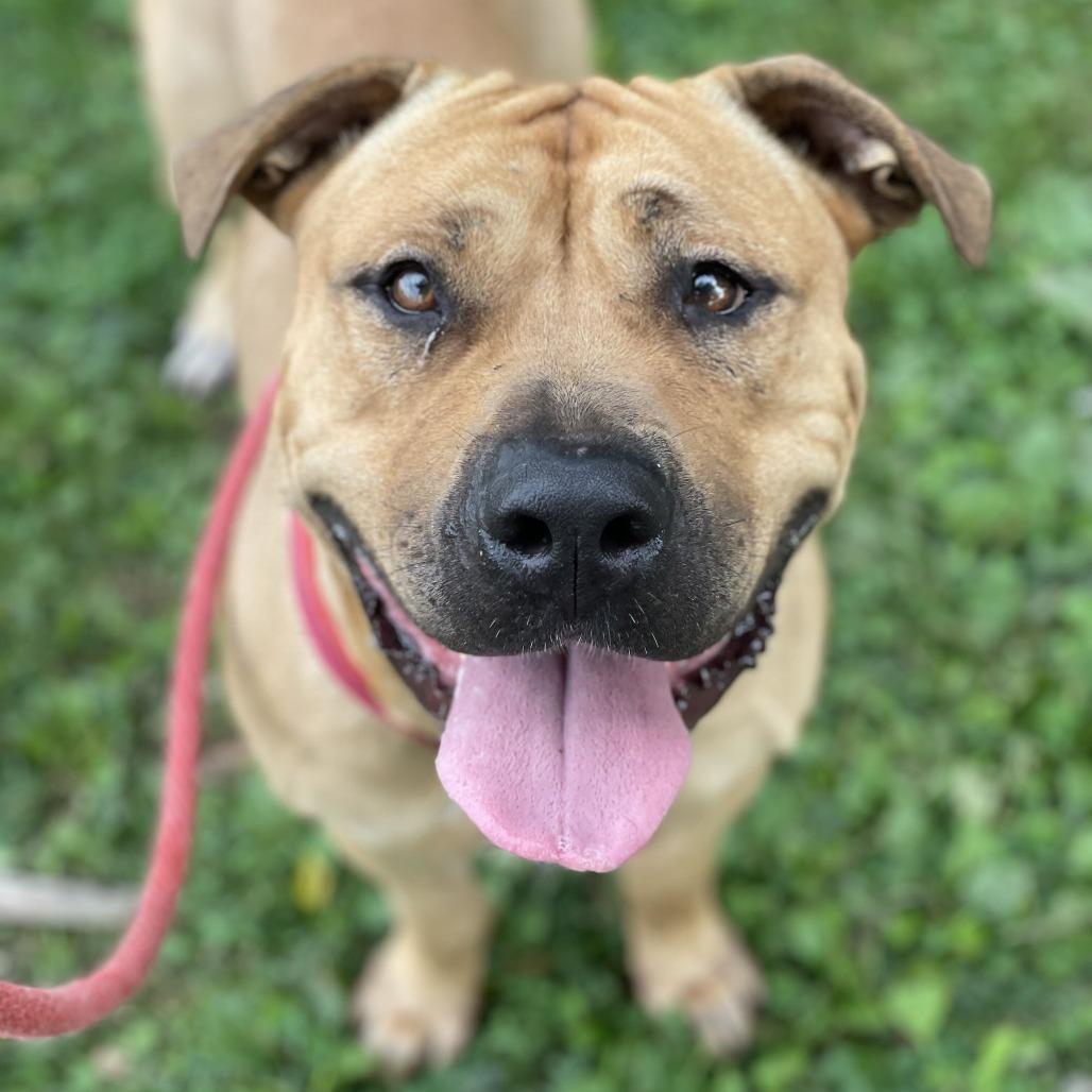 Enlarge "Barbie", a Adoptable mixed breed in Conshohocken, PA image 2/6