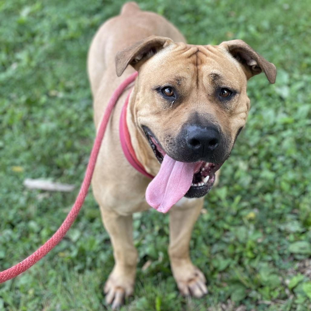 Enlarge "Barbie", a Adoptable mixed breed in Conshohocken, PA image 3/6