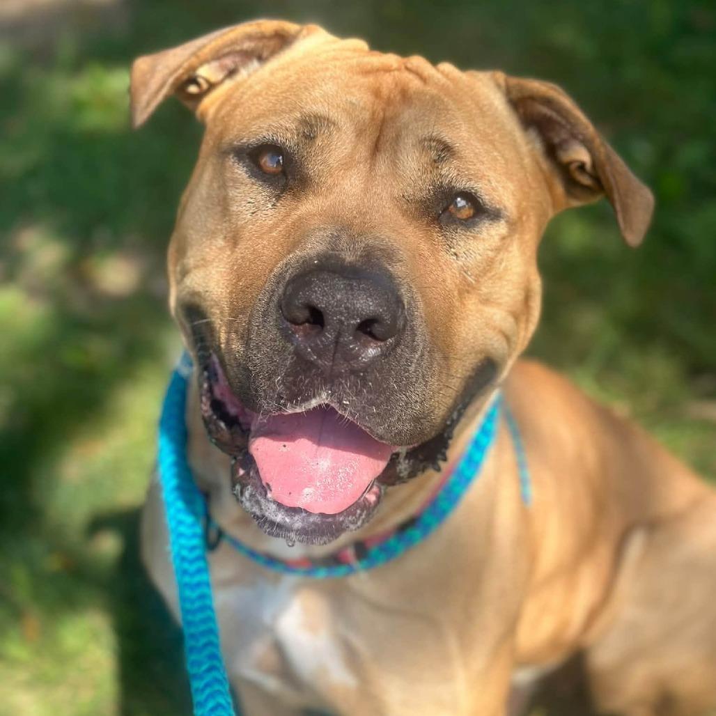 Enlarge "Barbie", a Adoptable mixed breed in Conshohocken, PA image 4/6