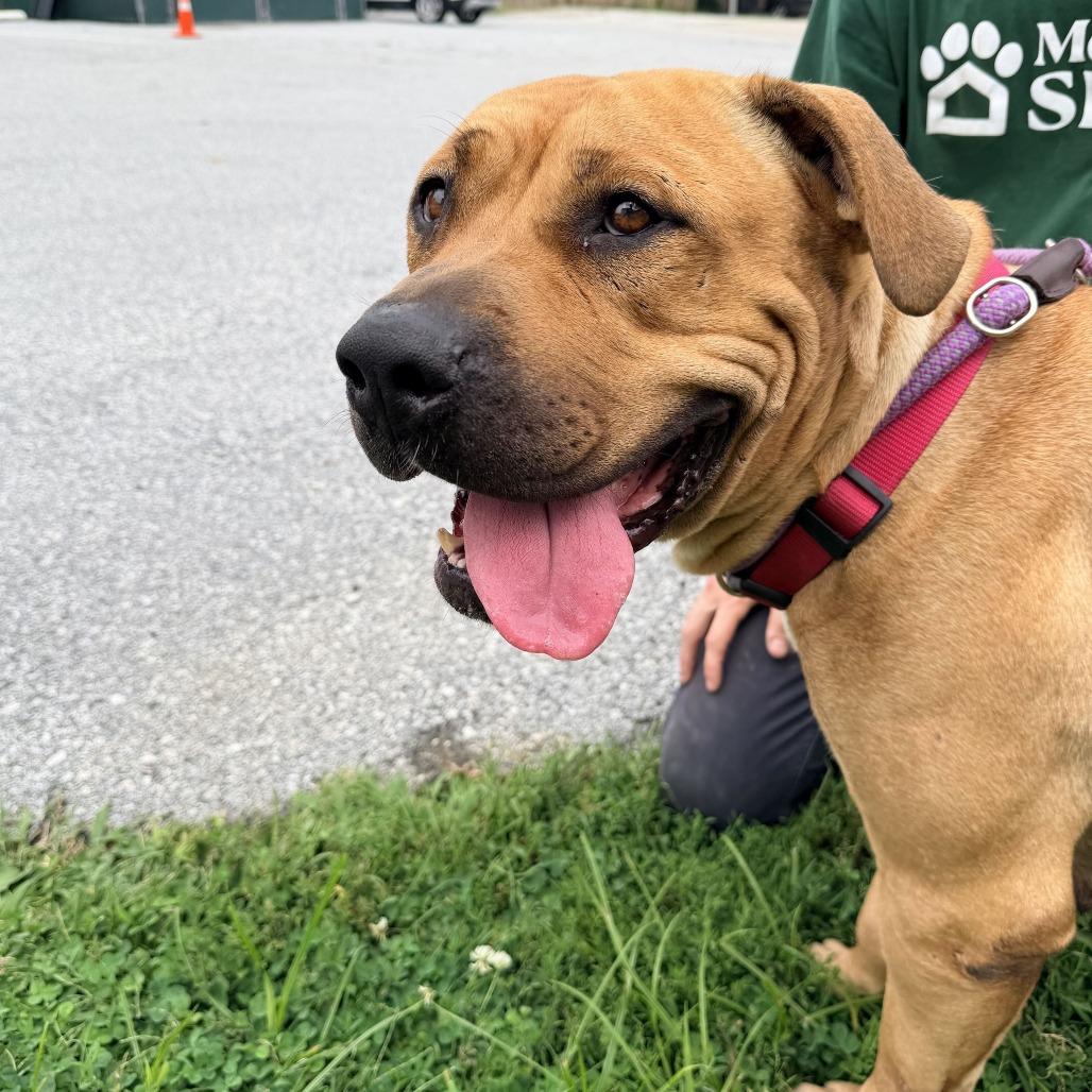 Enlarge "Barbie", a Adoptable mixed breed in Conshohocken, PA image 6/6