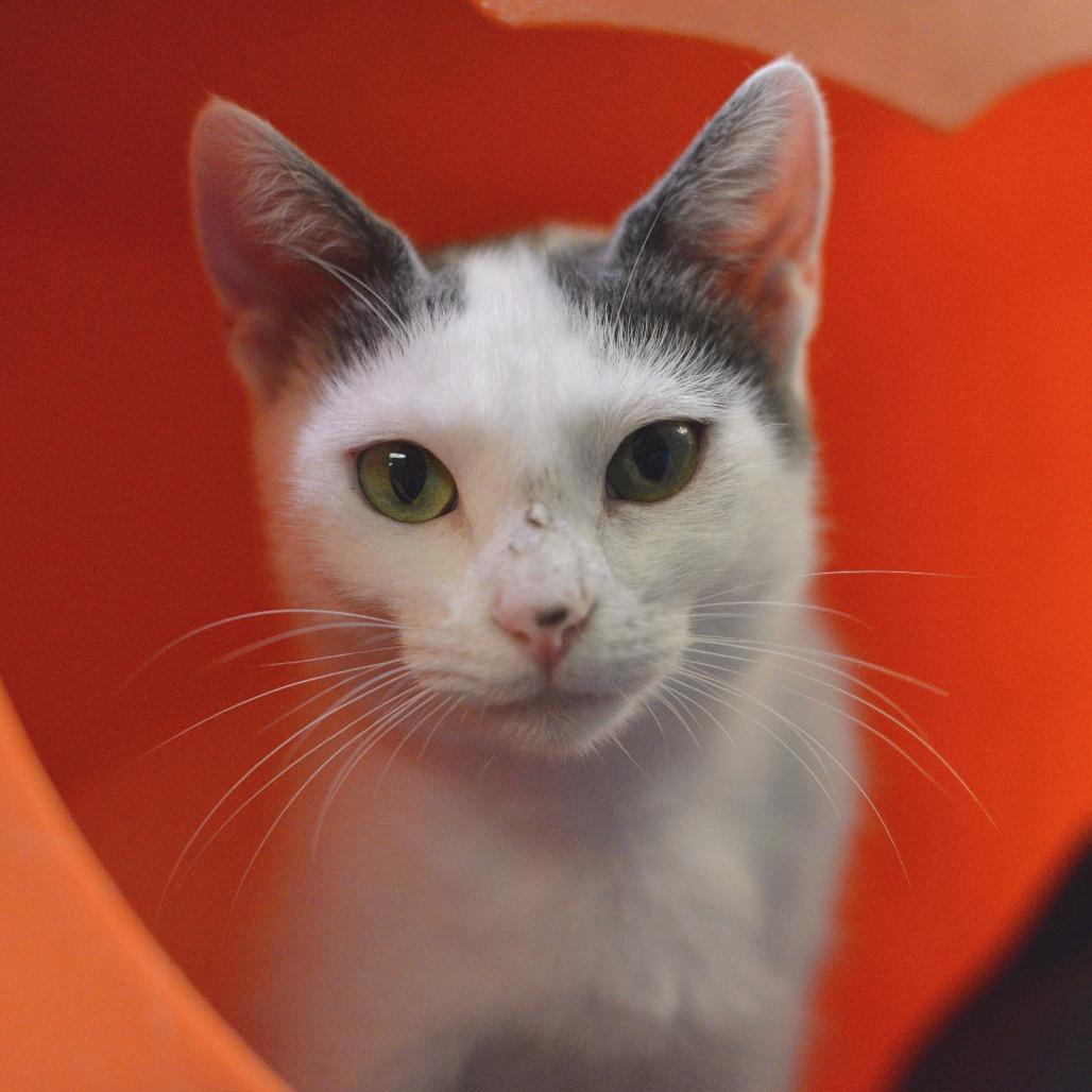 Enlarge Little Mama, a Adoptable Domestic Short Hair in Waukesha, WI image 1/2