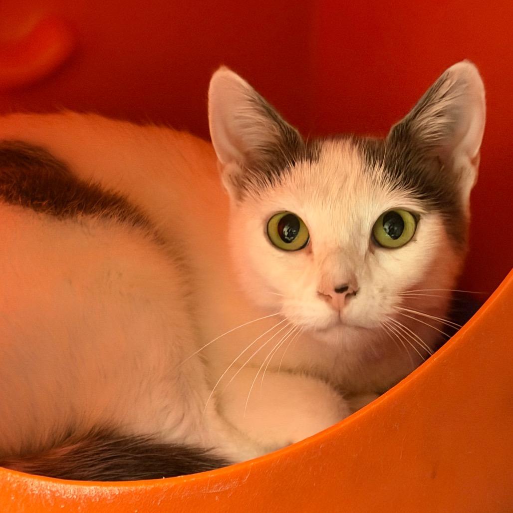 Enlarge Little Mama, a Adoptable Domestic Short Hair in Waukesha, WI image 2/2