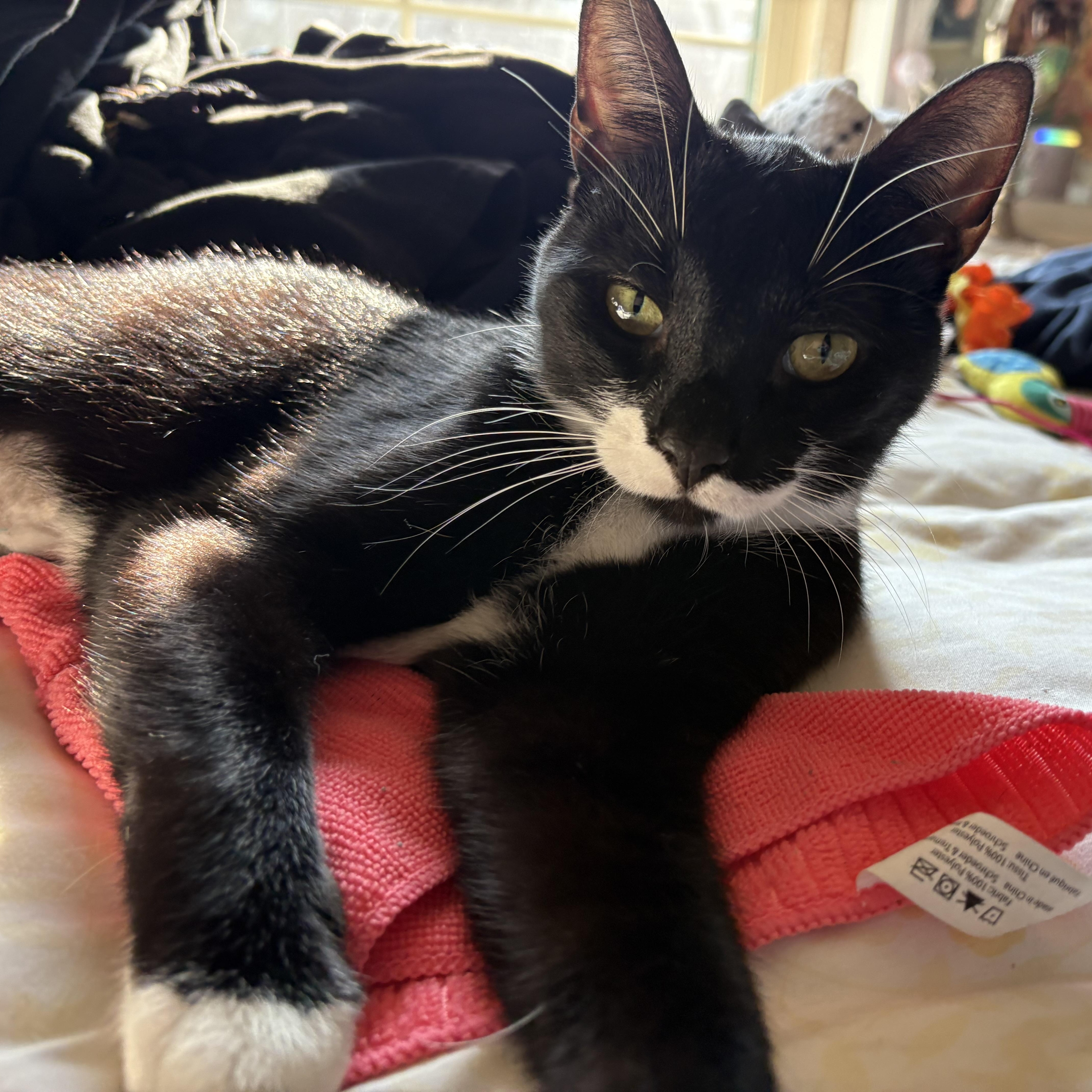 Enlarge Boots, a Adopted Tuxedo in Colcord, OK image 1/4