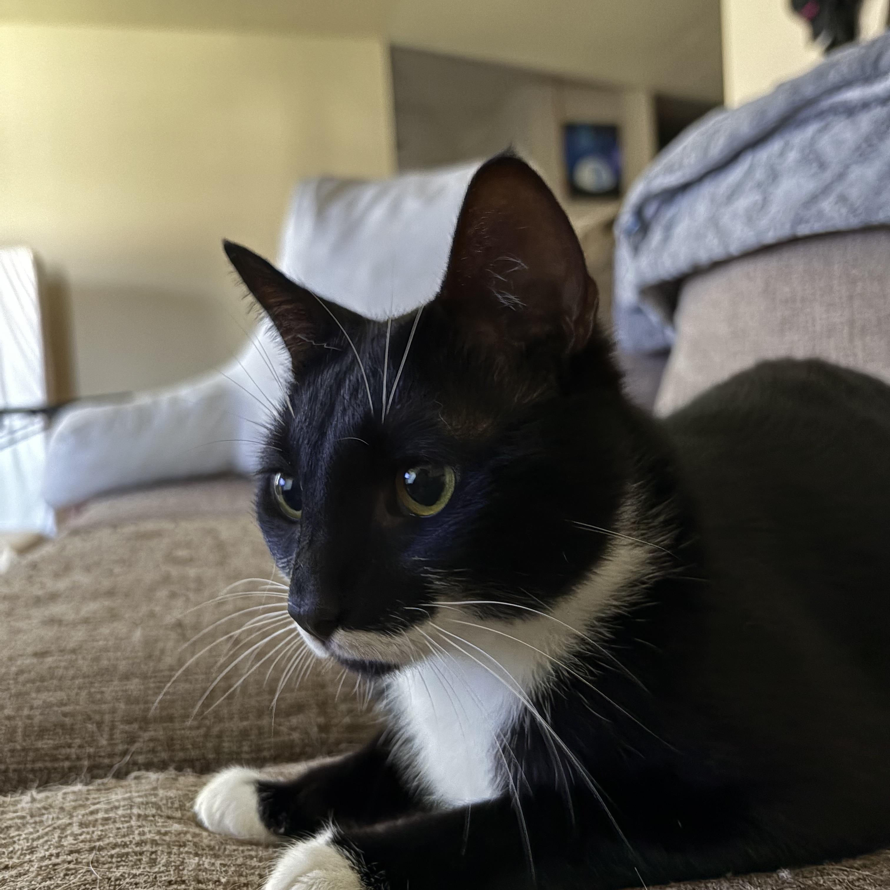 Enlarge Boots, a Adopted Tuxedo in Colcord, OK image 3/4