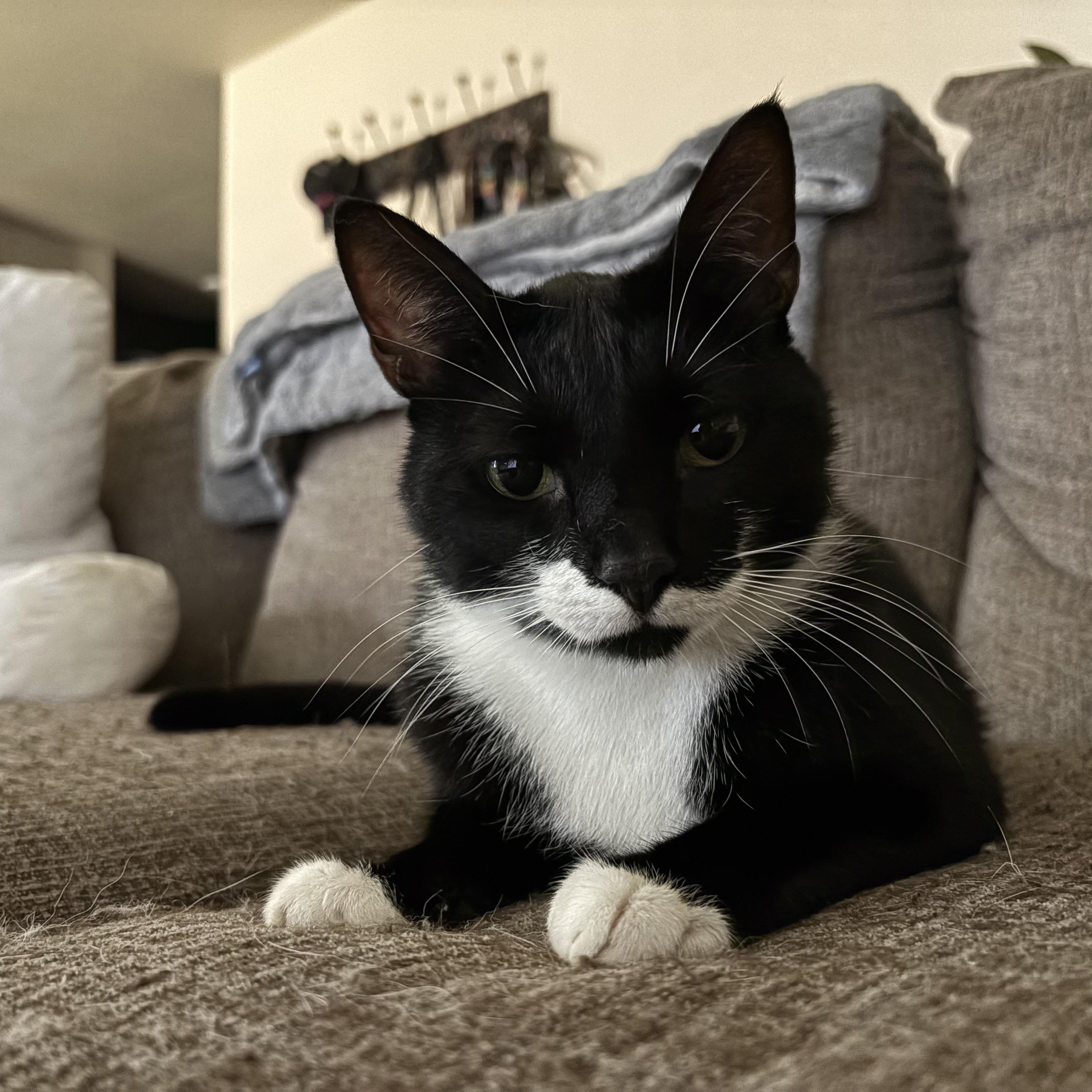 Enlarge Boots, a Adopted Tuxedo in Colcord, OK image 4/4