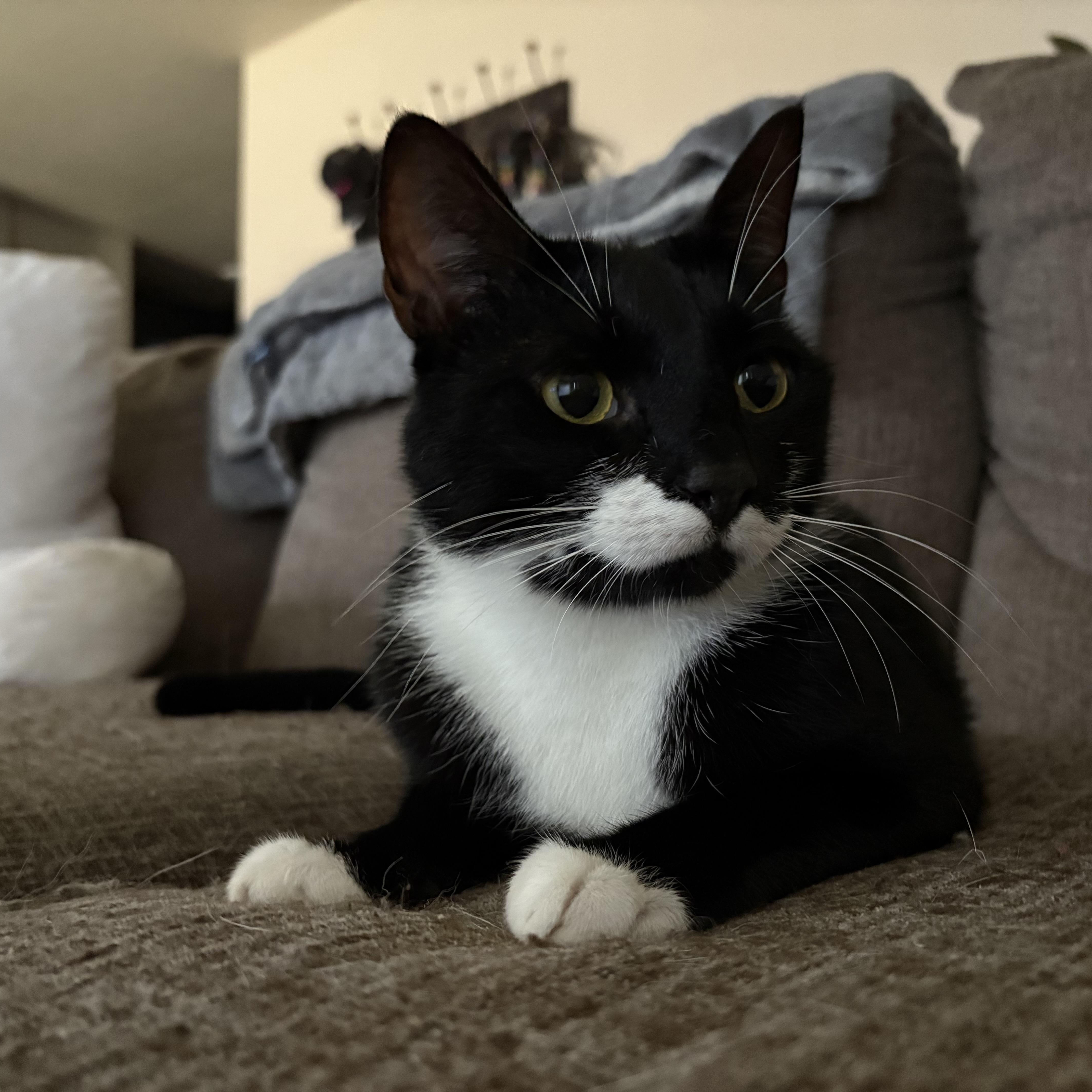 Enlarge Boots, a Adopted Tuxedo in Colcord, OK image 2/4