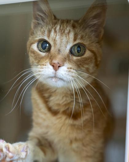 Enlarge Mary, a Adoptable mixed breed in Pequot Lakes, MN image 1/1