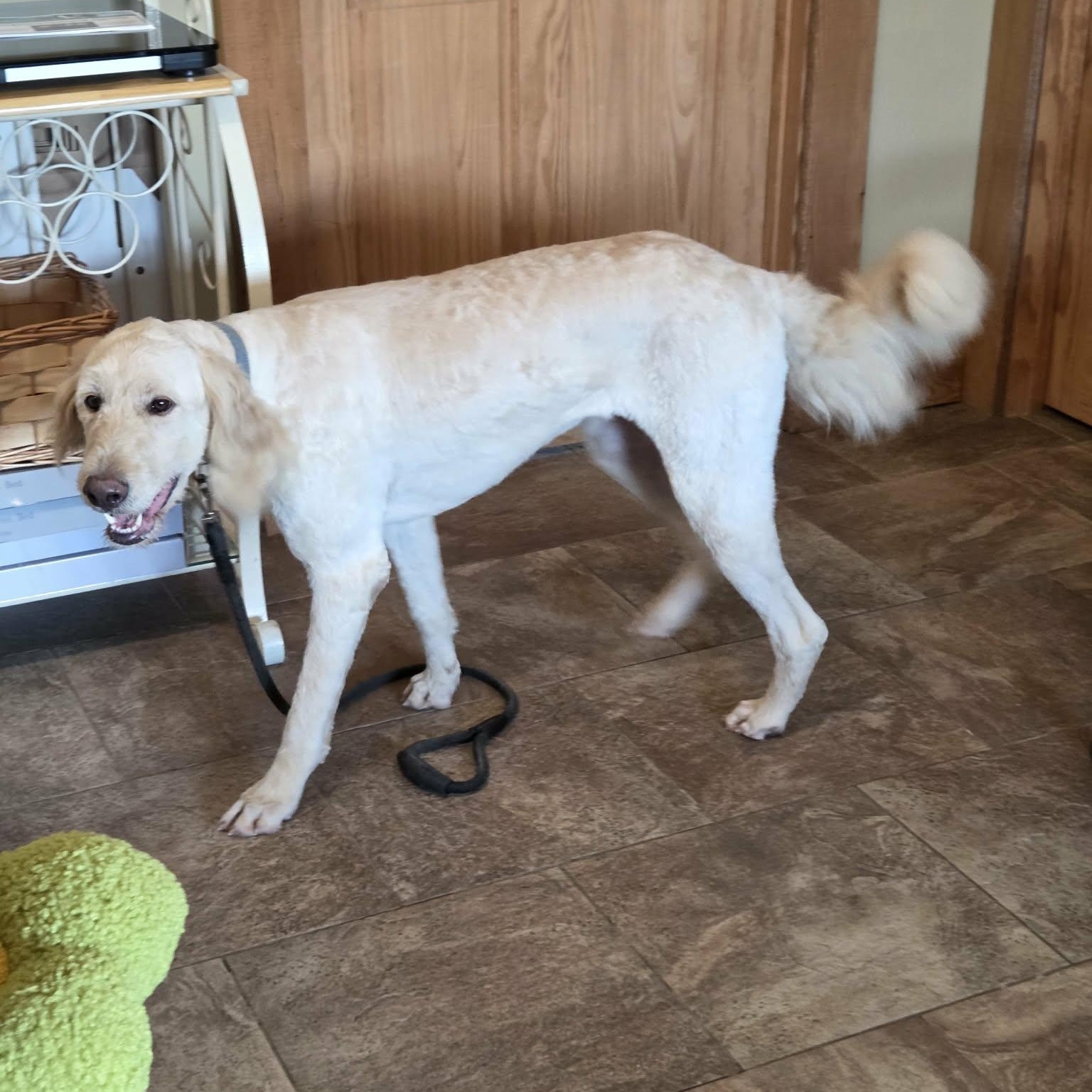 Enlarge Hallie, a Adoptable mixed breed in Lancaster, KY image 1/5