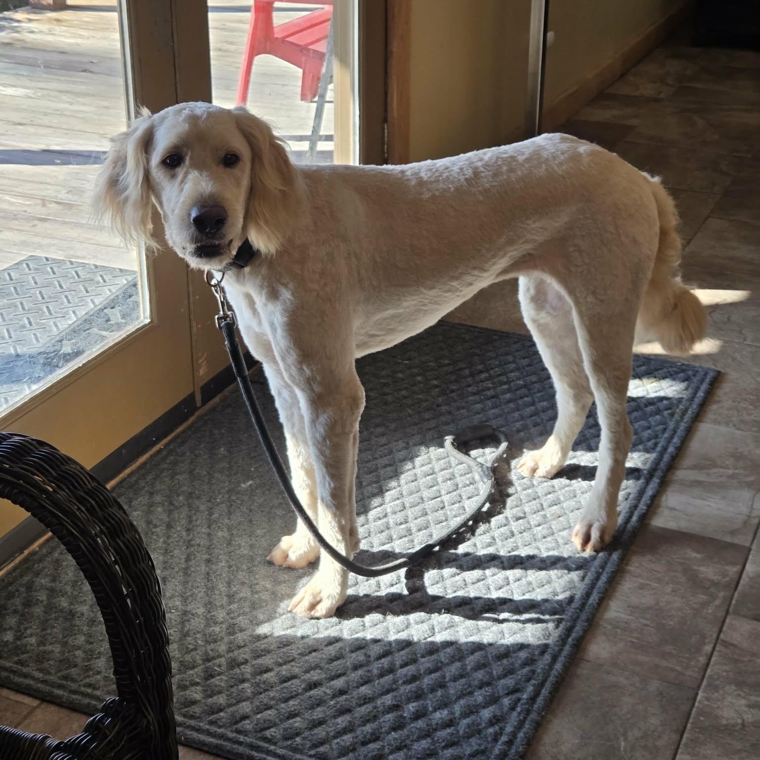 Enlarge Hallie, a Adoptable mixed breed in Lancaster, KY image 4/5