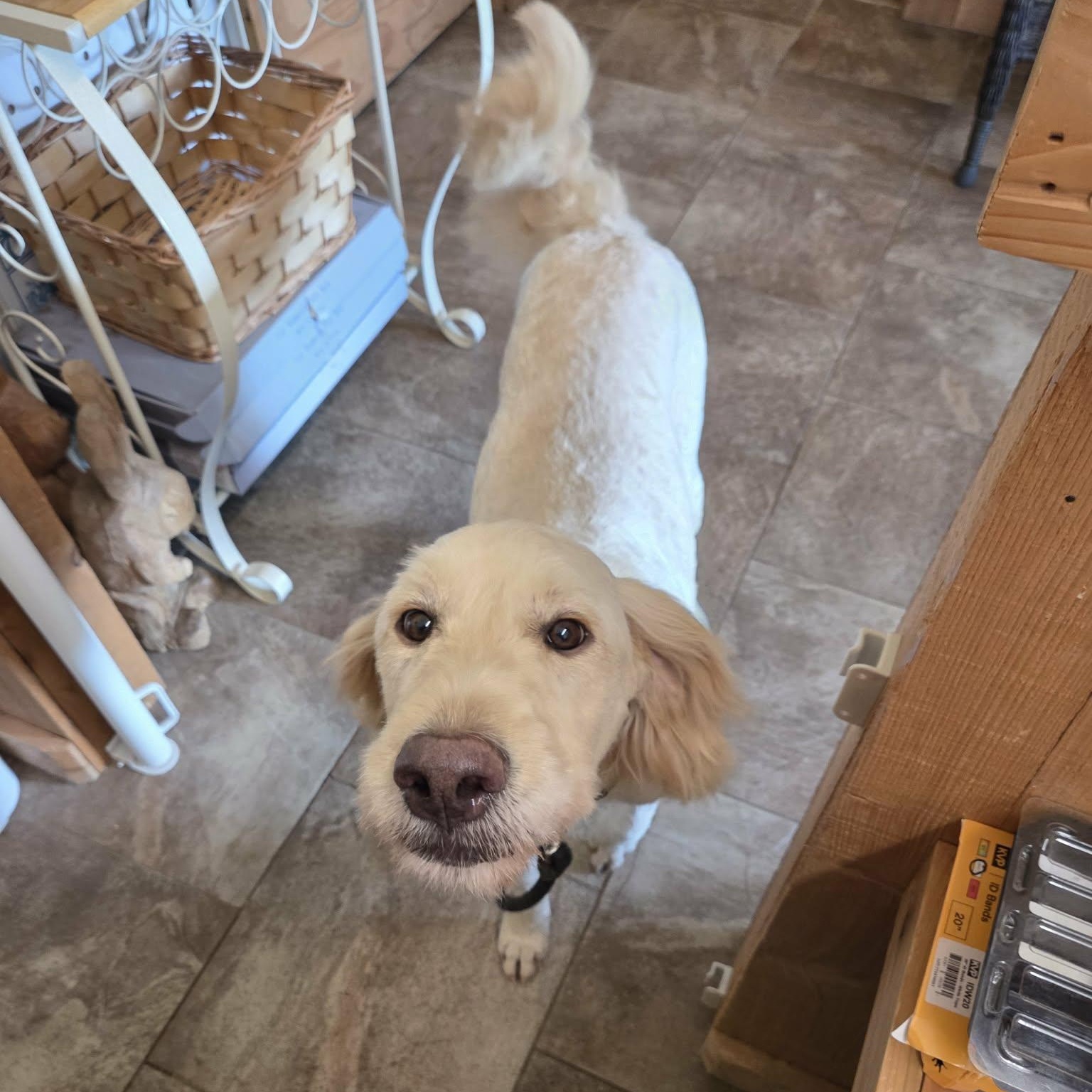 Enlarge Hallie, a Adoptable mixed breed in Lancaster, KY image 5/5