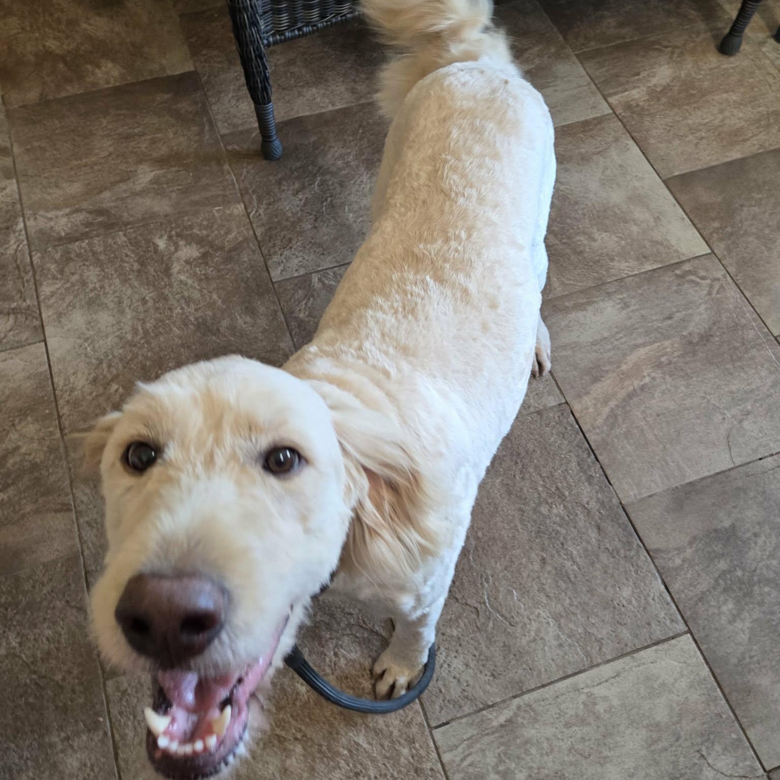 Enlarge Hallie, a Adoptable mixed breed in Lancaster, KY image 3/5